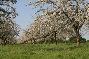 calvados-piere-huet-pommiers