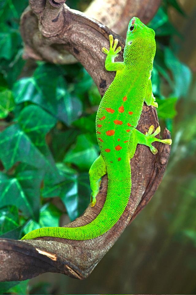 planete-exotica-royan-reptile-2.jpg