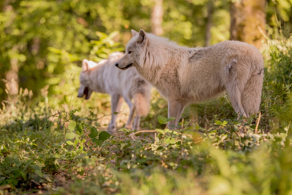 Parc-de-courzieu-loups.jpg