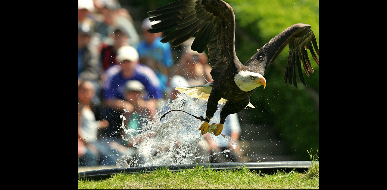 Parc-de-courzieu-aigle.png