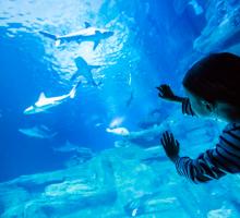  aquarium-de-paris-enfant-devant-vitre.jpg