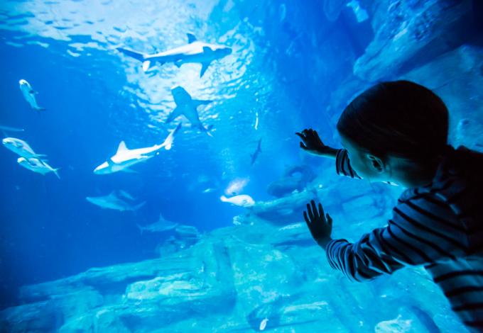  aquarium-de-paris-enfant-devant-vitre.jpg