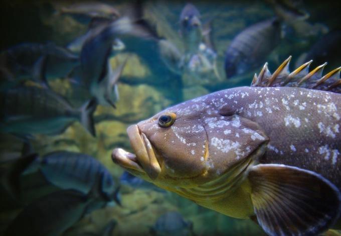  aquarium-de-paris-merou.jpg