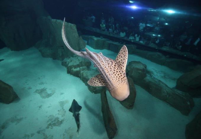  aquarium-de-paris-requin-zebre.jpg