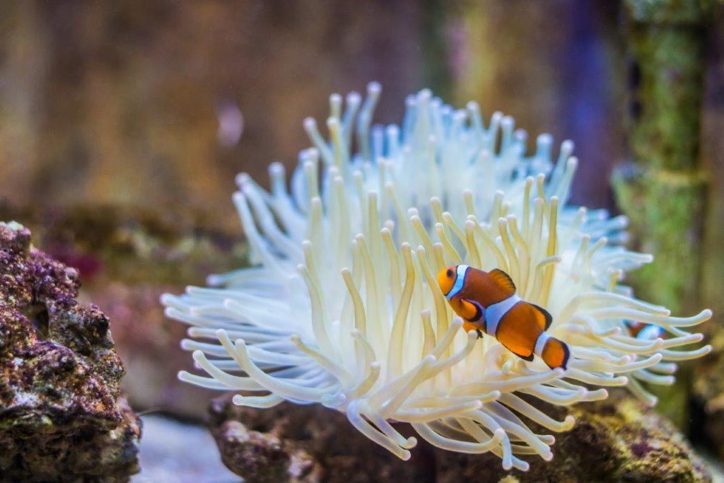 107-anemone-et-poisson-clown.jpg