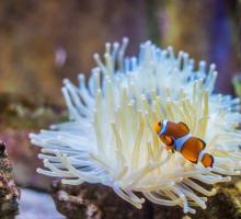 107-anemone-et-poisson-clown.jpg