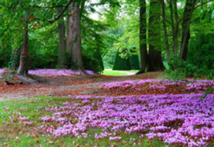 105-chateau-de-breteuil-les-cyclamens-dans-les-sous-bois.jpg