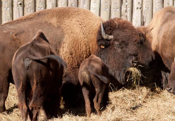 112-bison-au-foin-.jpg