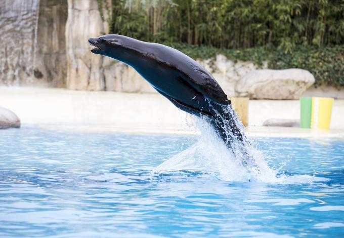 136-spectacle-otaries-zooparc-de-beauval-10.jpeg