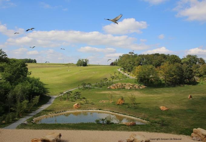 136-zooparc-beauval-spectacle-oiseaux.jpg