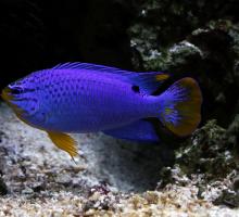 268-aquarium_de_dunkerque_chrysiptera_cyanea.jpg