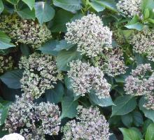 273-hortensias-jardins-de-coursiana-gers.jpg