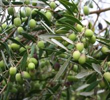 410-olives.jpg
