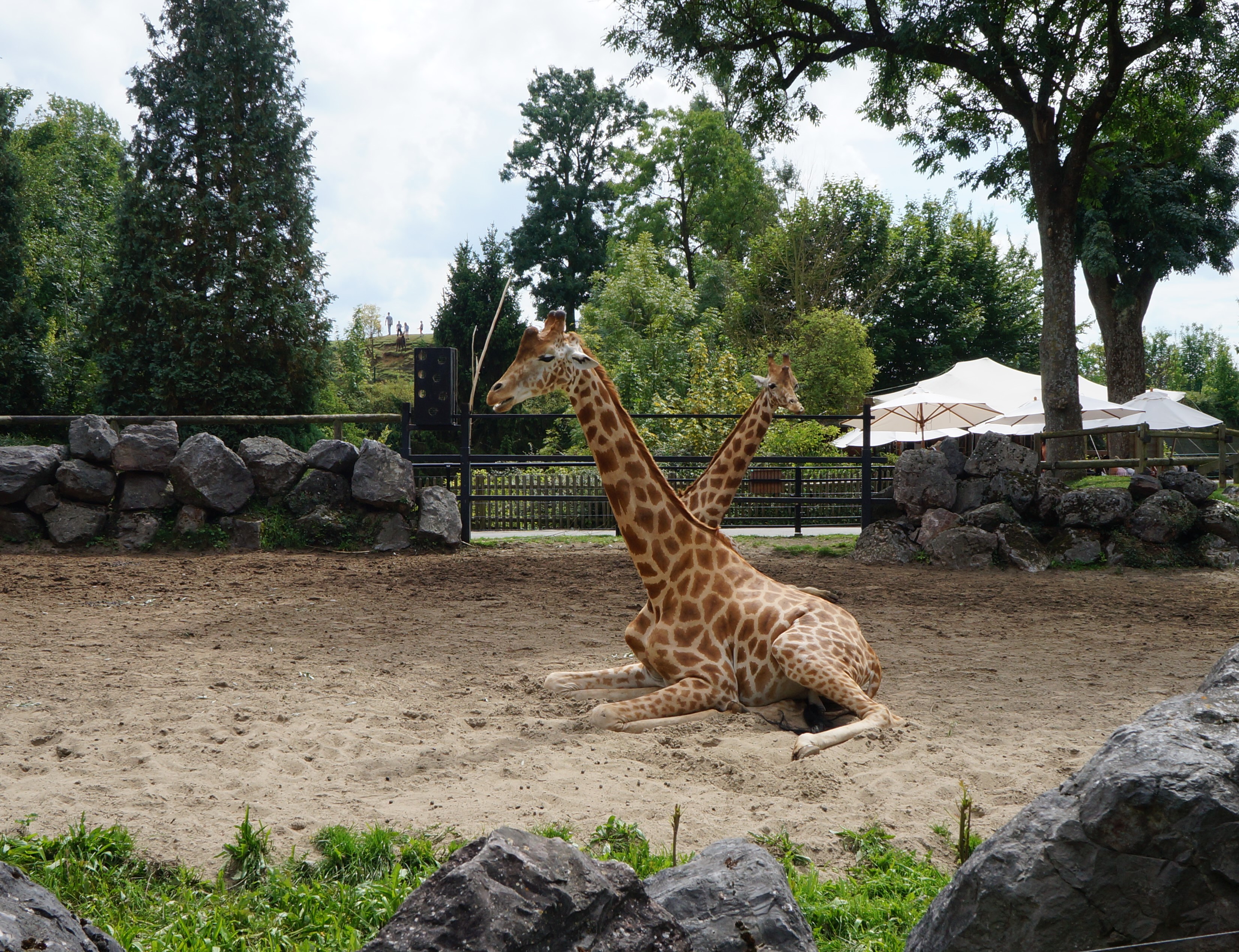 264-maubeuge_zoo.jpg