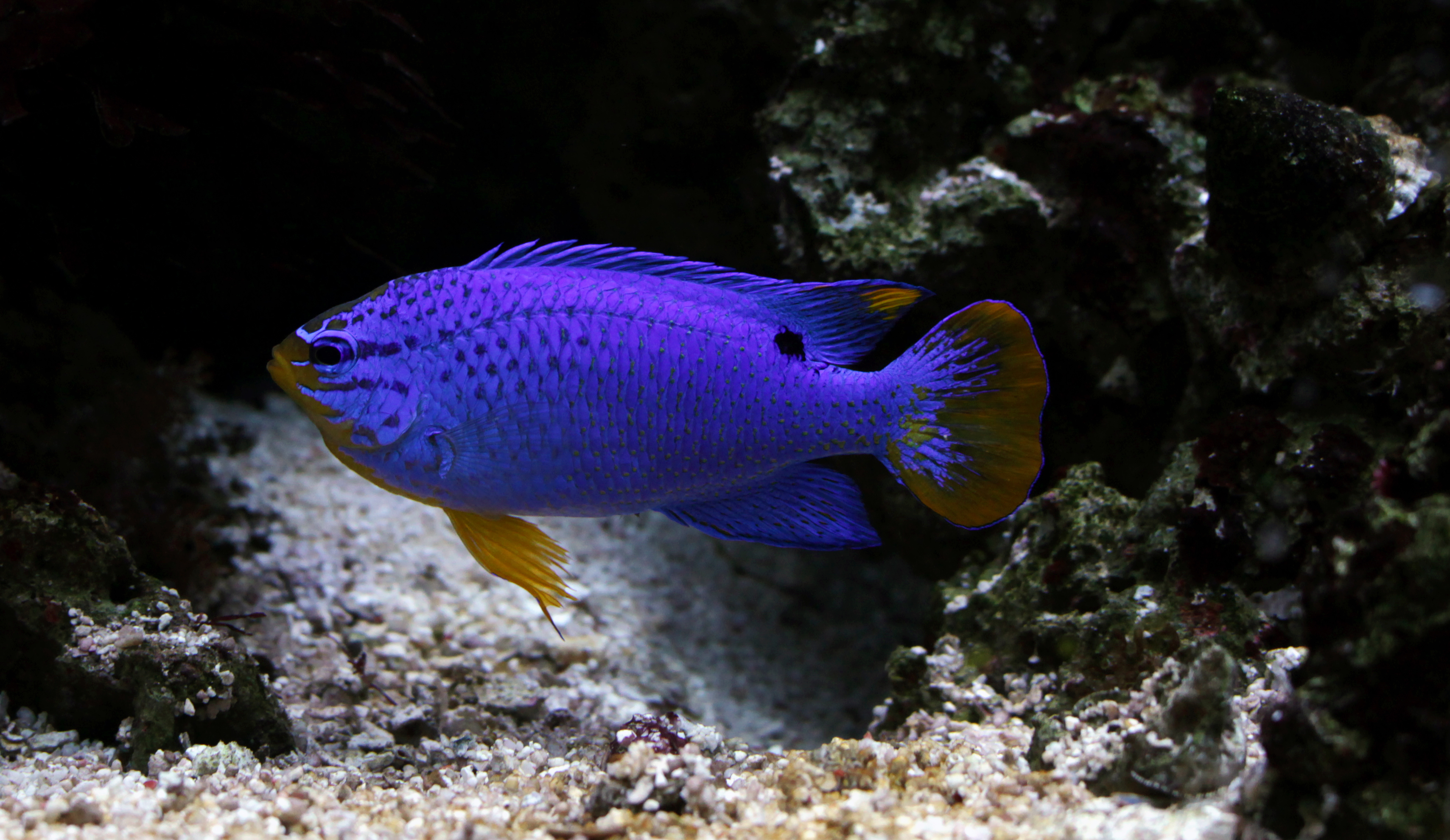 268-aquarium_de_dunkerque_chrysiptera_cyanea.jpg