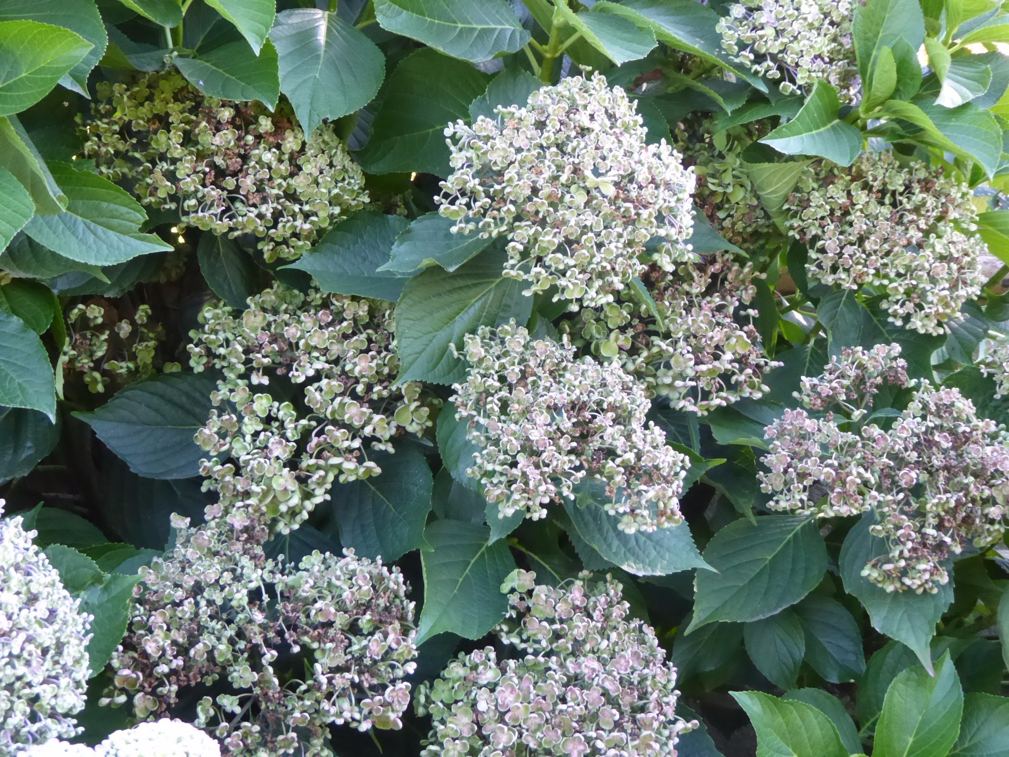 273-hortensias-jardins-de-coursiana-gers.jpg