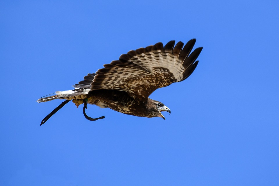 320-aigles-verdon.jpg