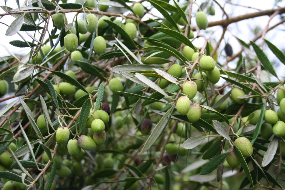 410-olives.jpg