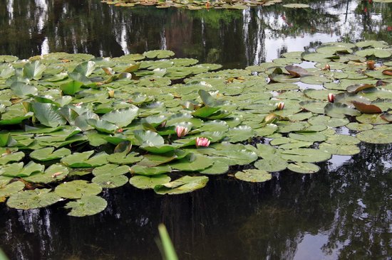 490-fondation-claude-monet-giverny.jpg