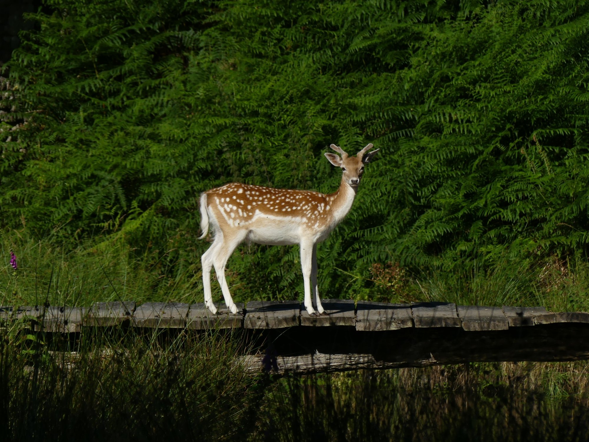 538-parc-sterou.jpg