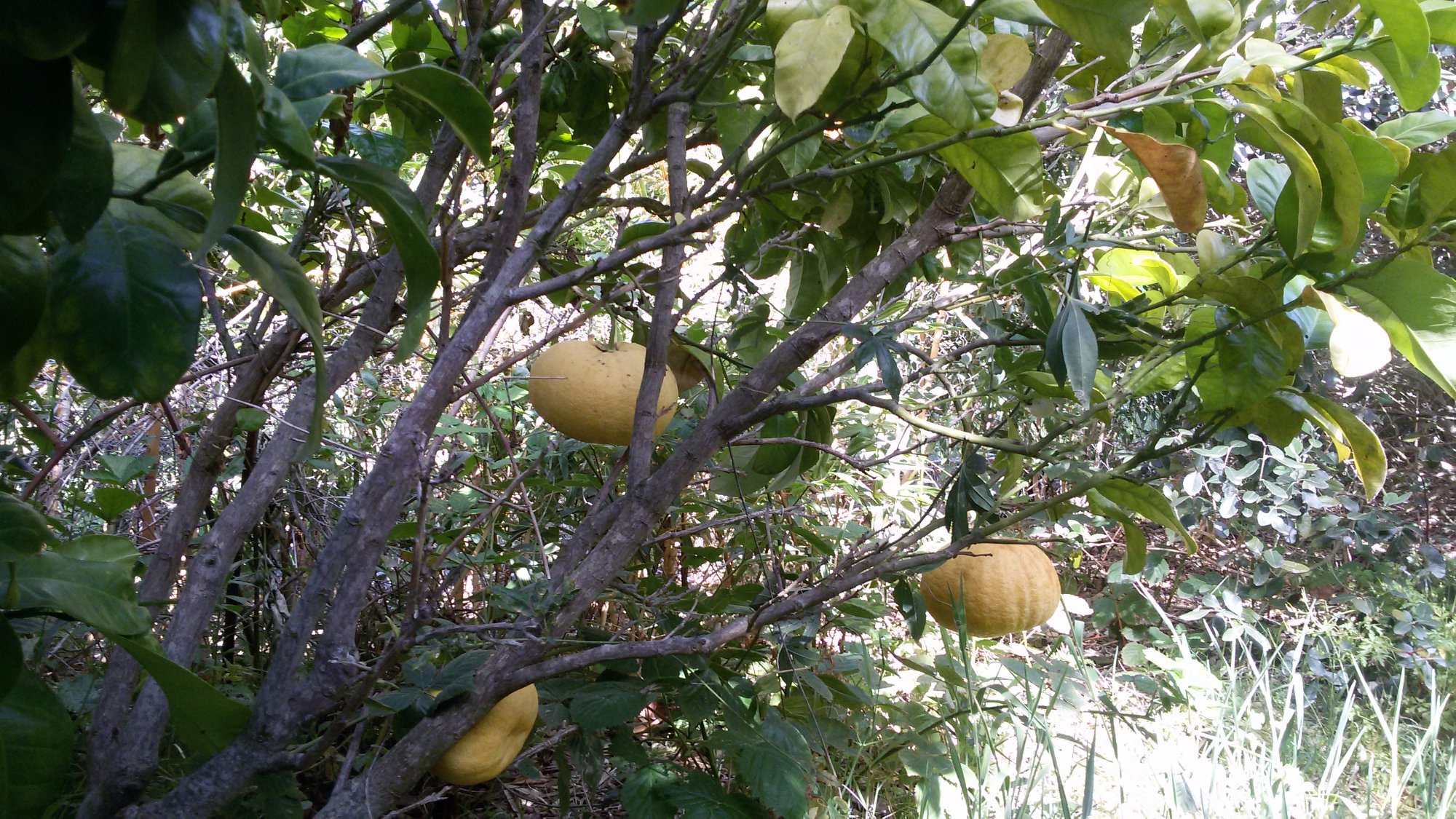 568-jardin-botanique-fruitier-avapessa-corse.jpg