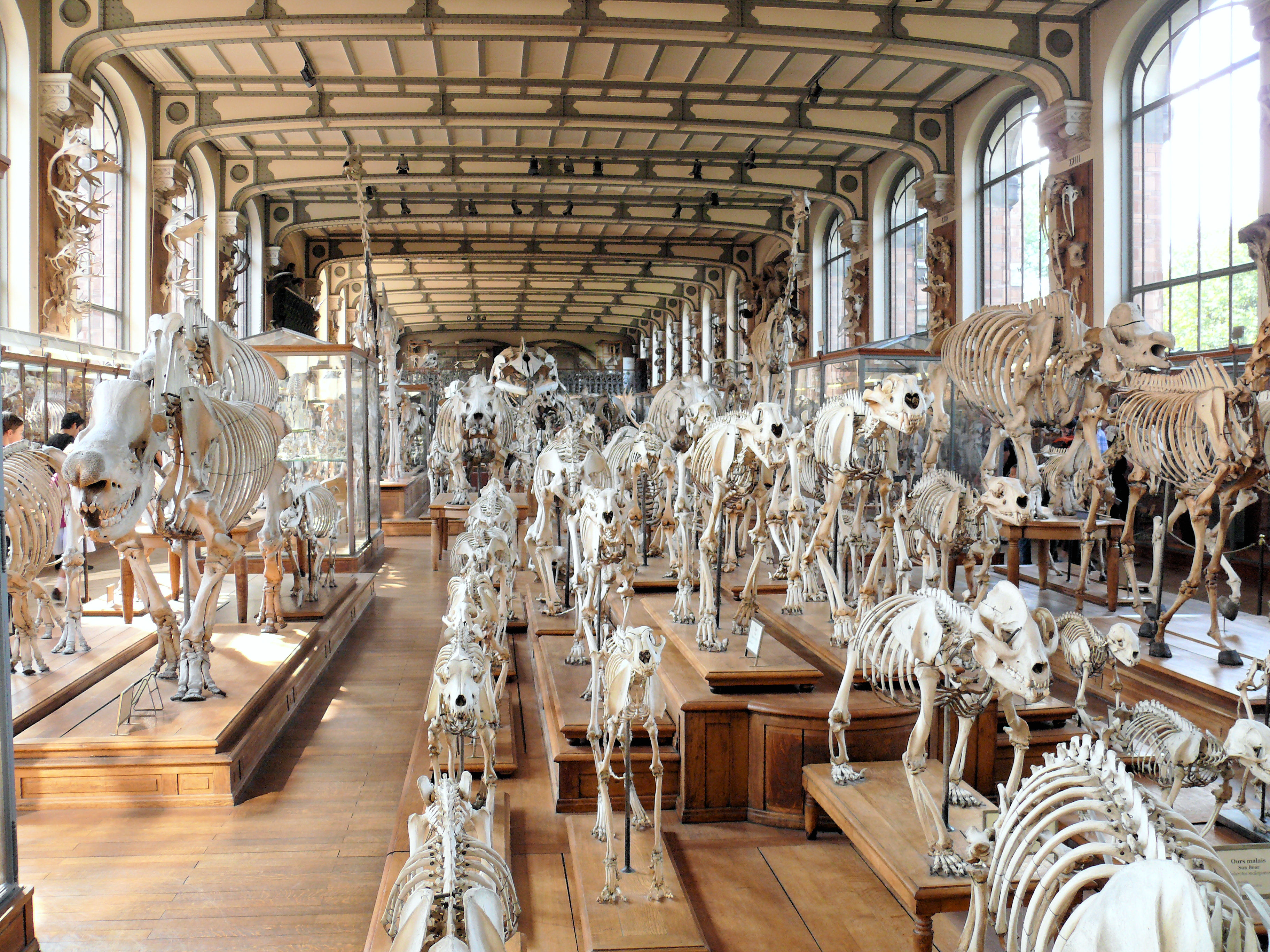 668-galerie_de_paleontologie_et_d'anatomie_museum-d'histoire-naturelle-paris.jpg