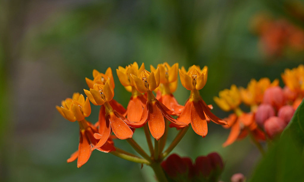 701-conservatoire-national-des-plantes-a-parfum.jpg