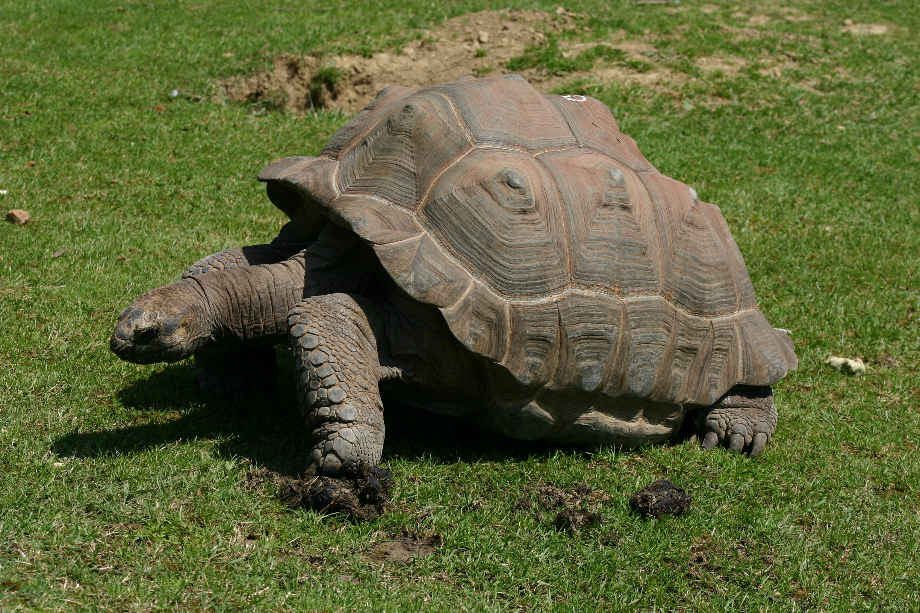 734-tortue-cite-des-tortues-a-cupulatta.jpg