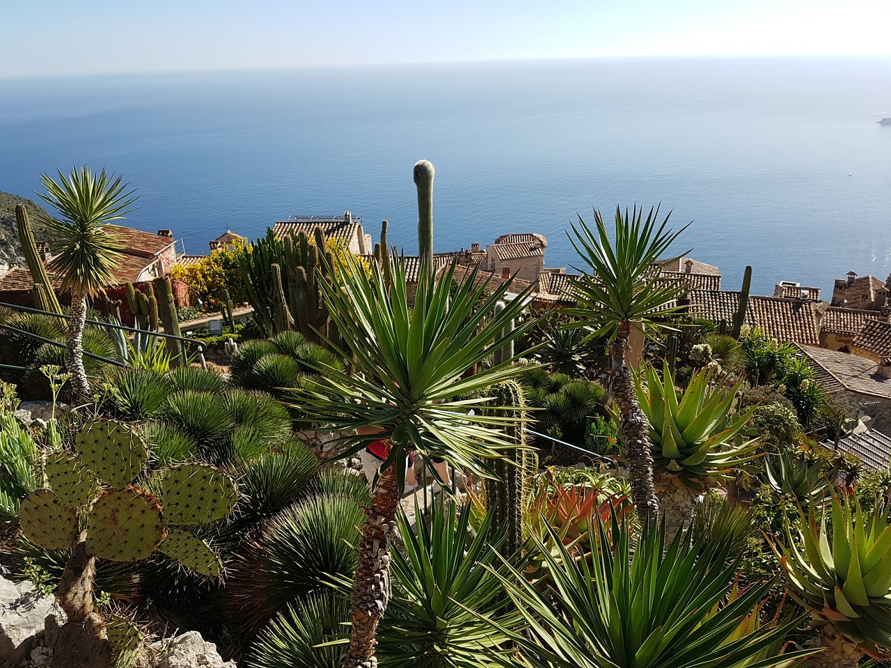 1139-jardin-exotique-eze-alpes-maritimes.jpg