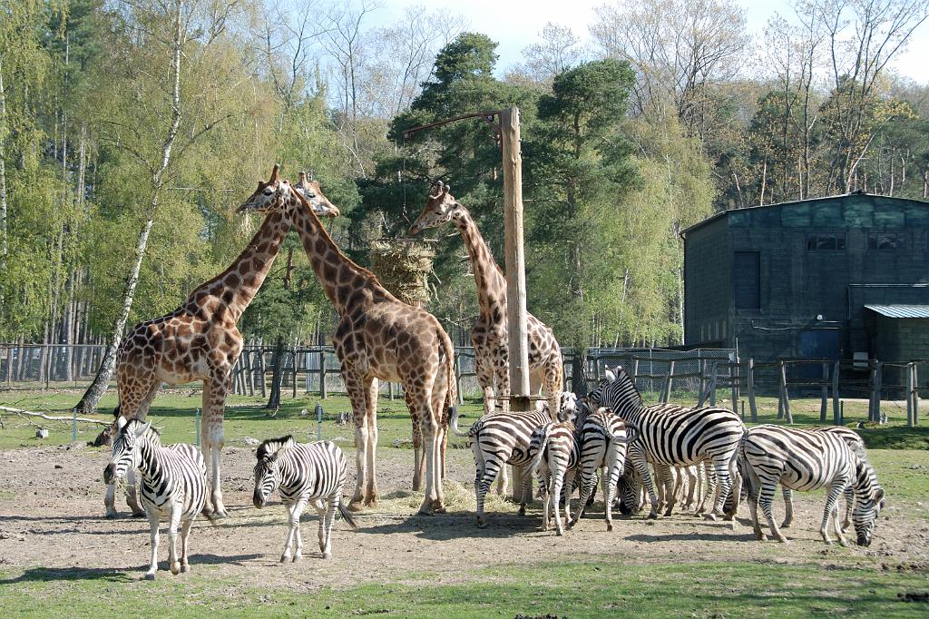 thoiry zoo safari park