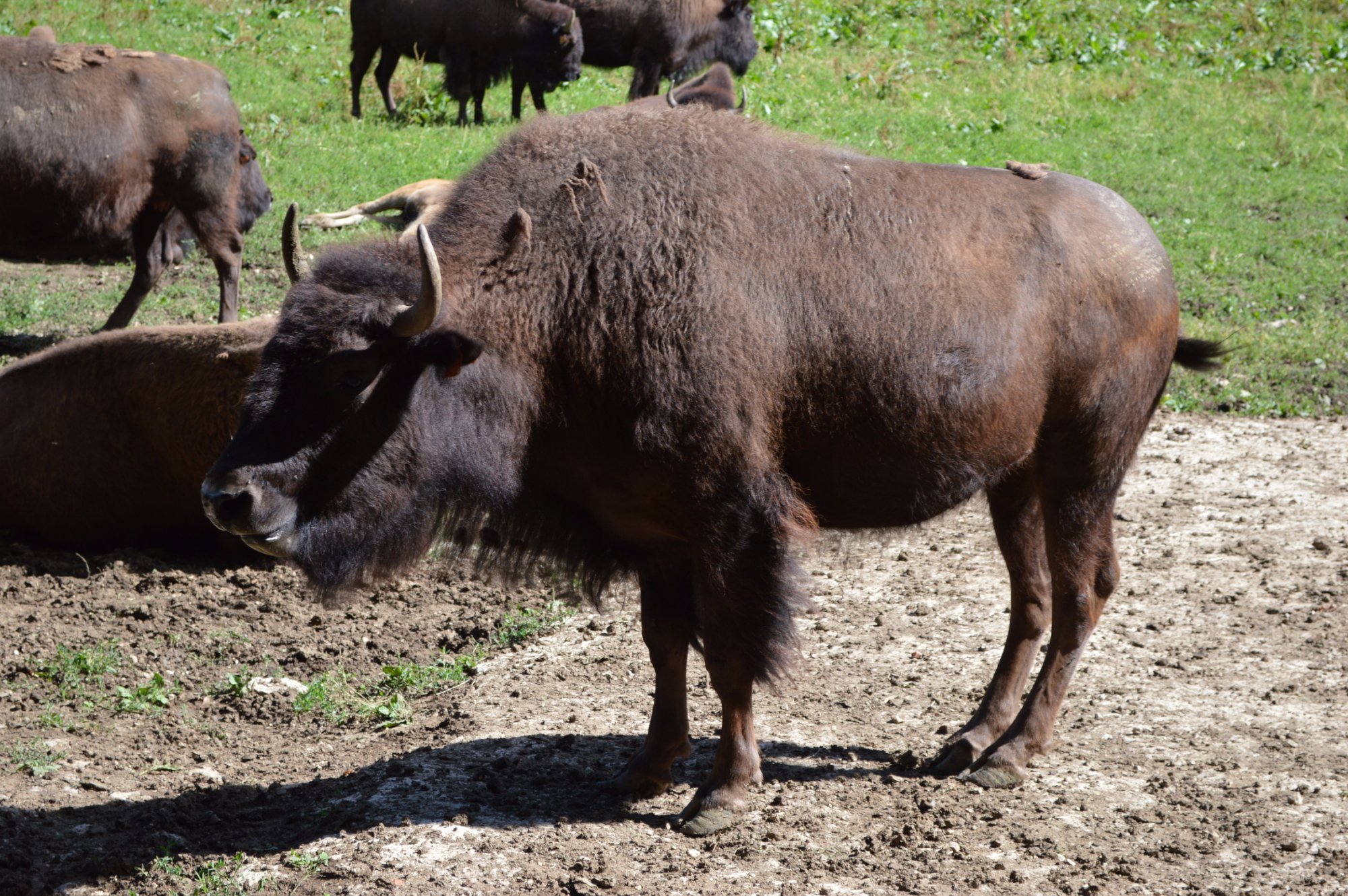 1209-bisons-du-sachuron.jpg