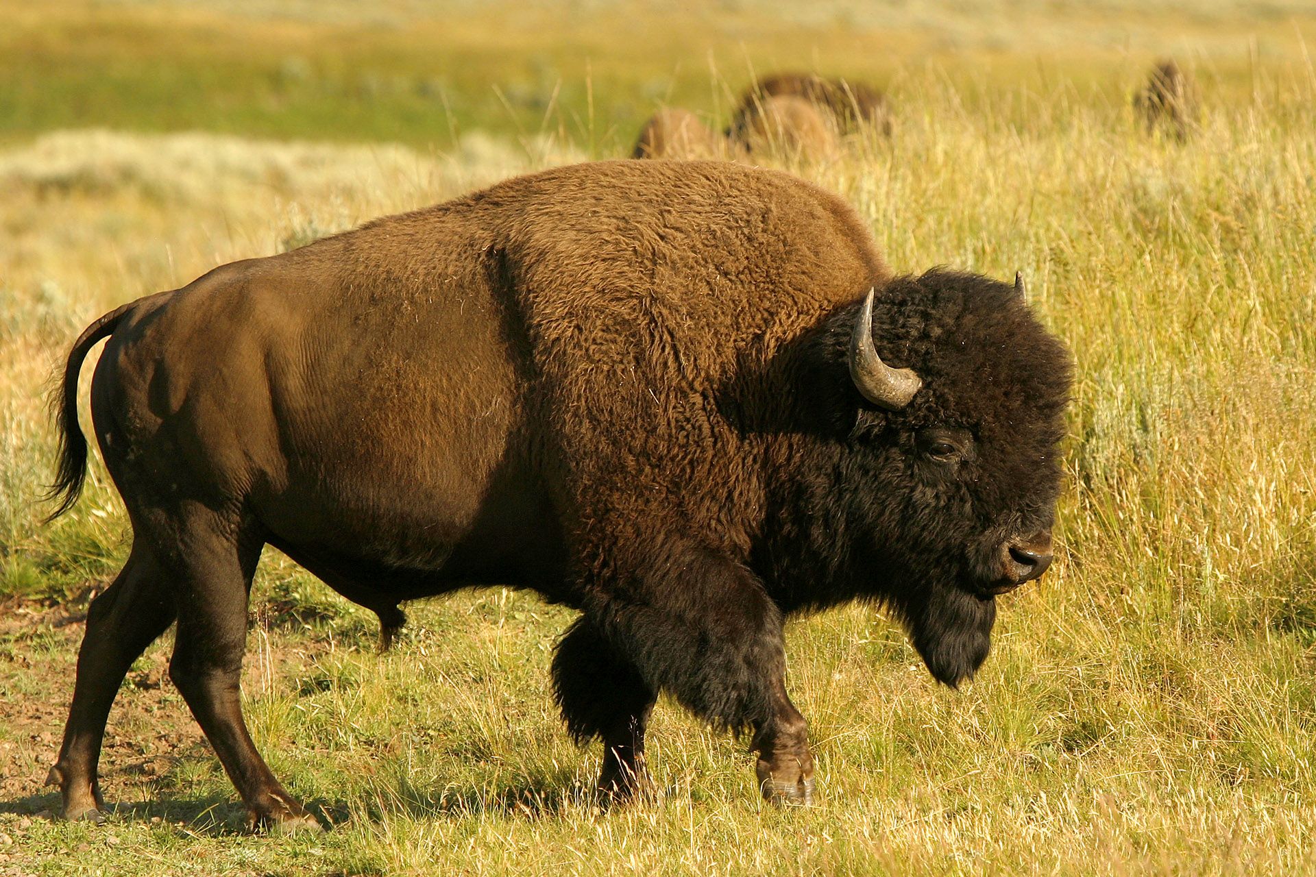 1215-randals-bison-30.jpg