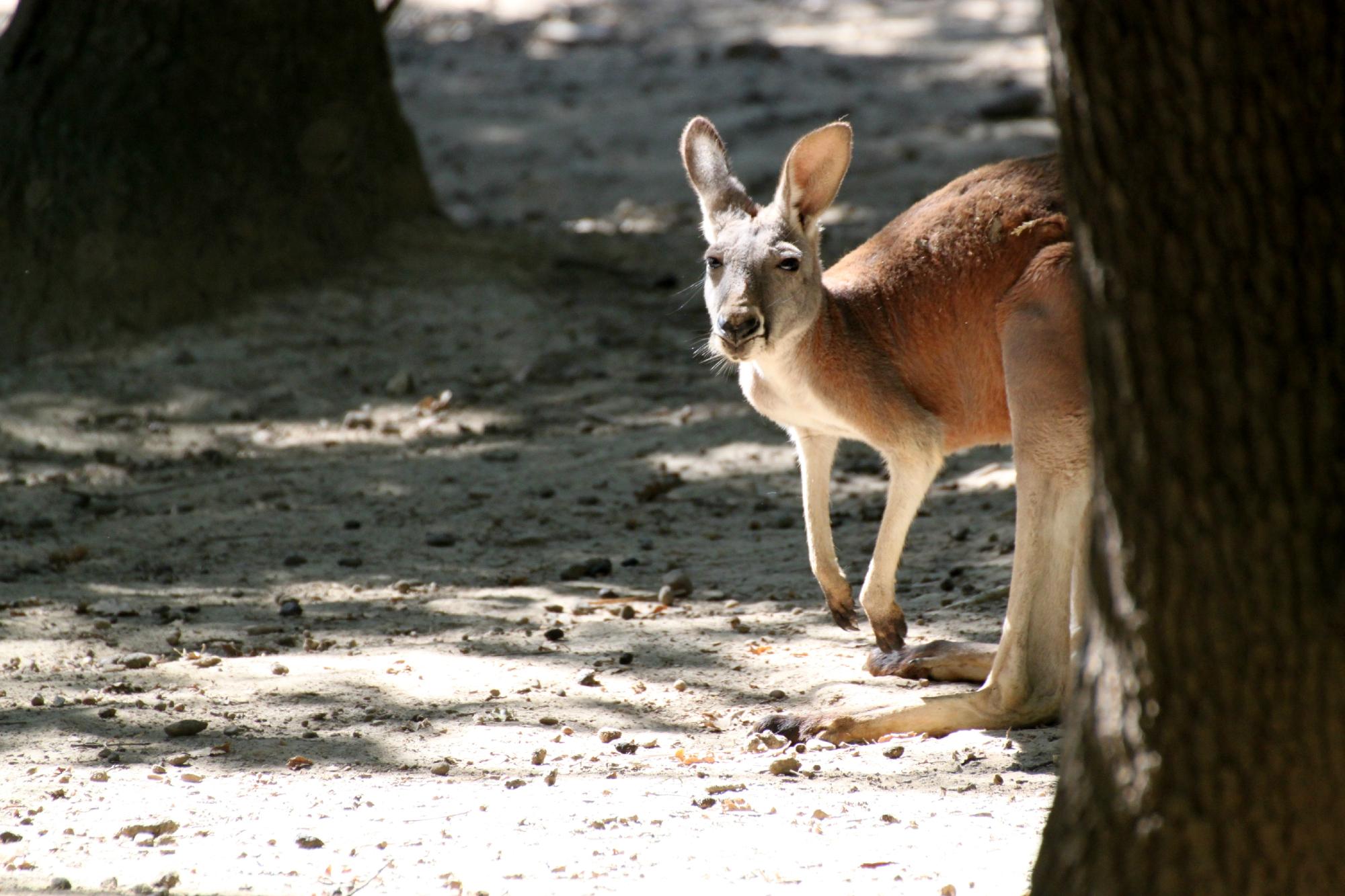 1219-zoo-african-safari.jpg