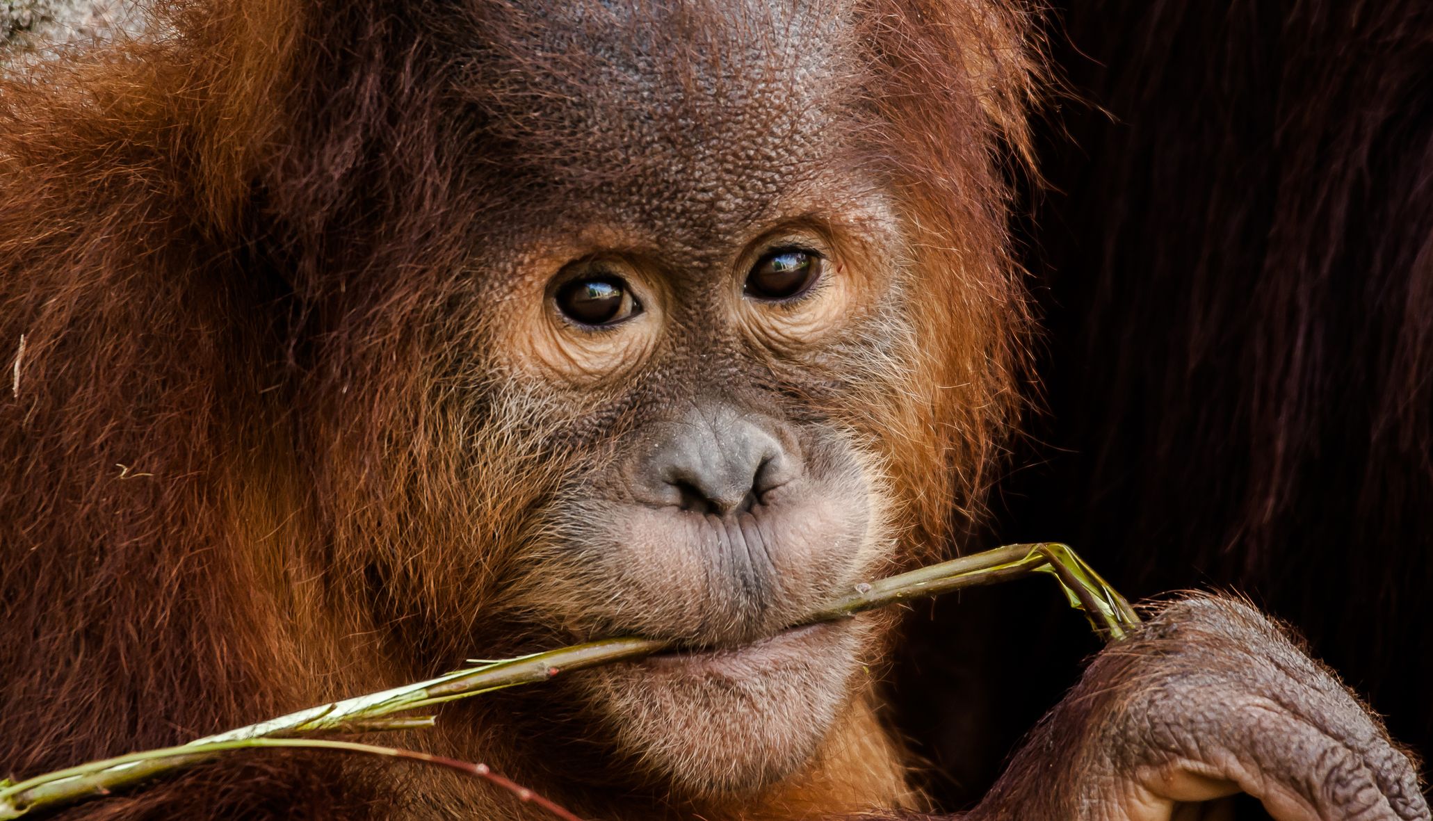 1238-zoo-la-boissiere-du-dore.jpg