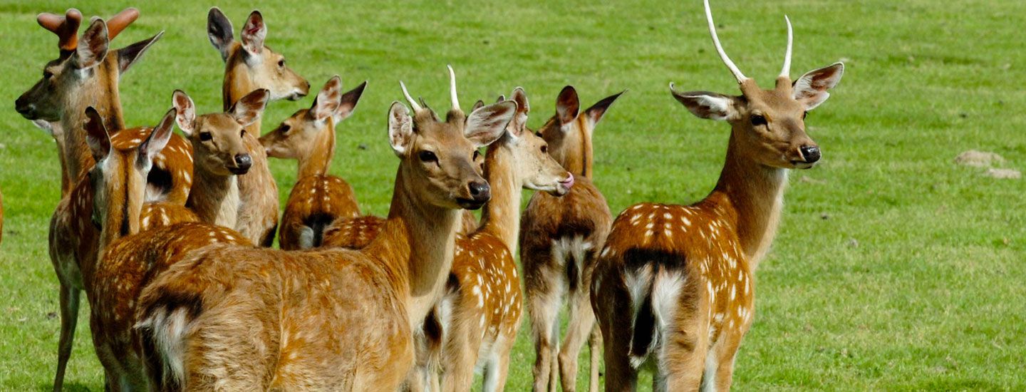 1244-reserver-zoologique-de-la-haute_touche_obterre-indre.jpg