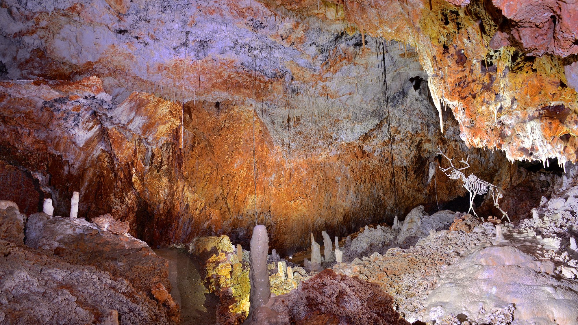 1261-aven-grotte-forestiere-ardeche.jpg