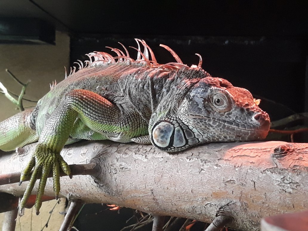 1275-zoo-lille.jpg