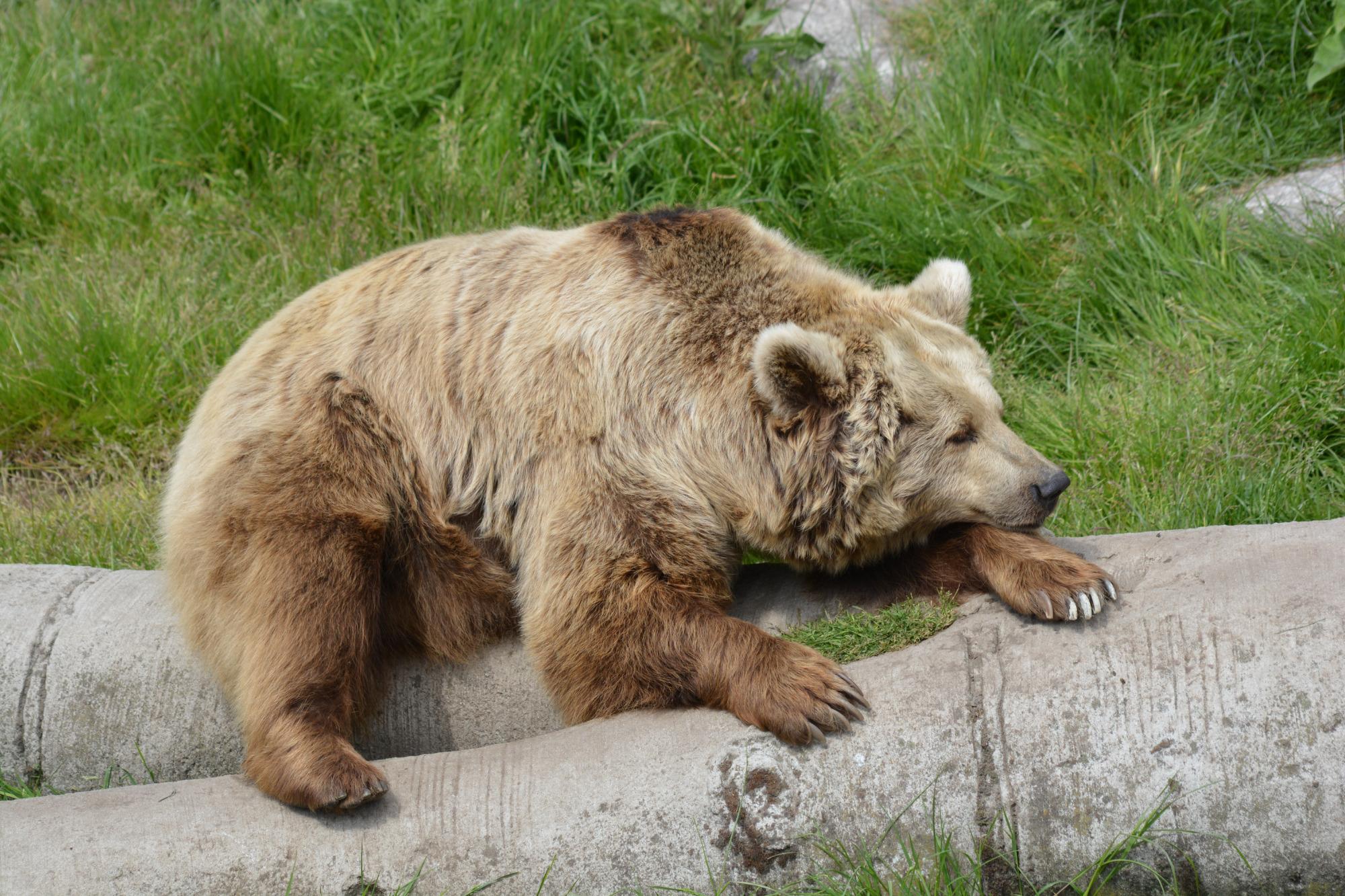 1277-zoo-fort-mardyck-dunkerque.jpg