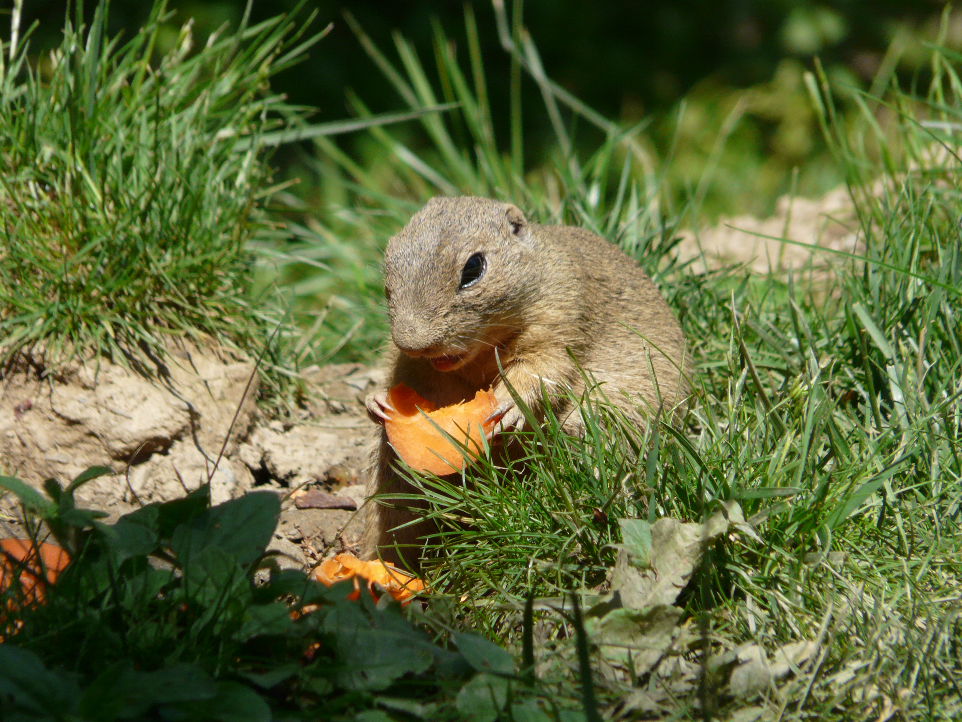 1286-argeles-gazost_parc_animalier.jpg