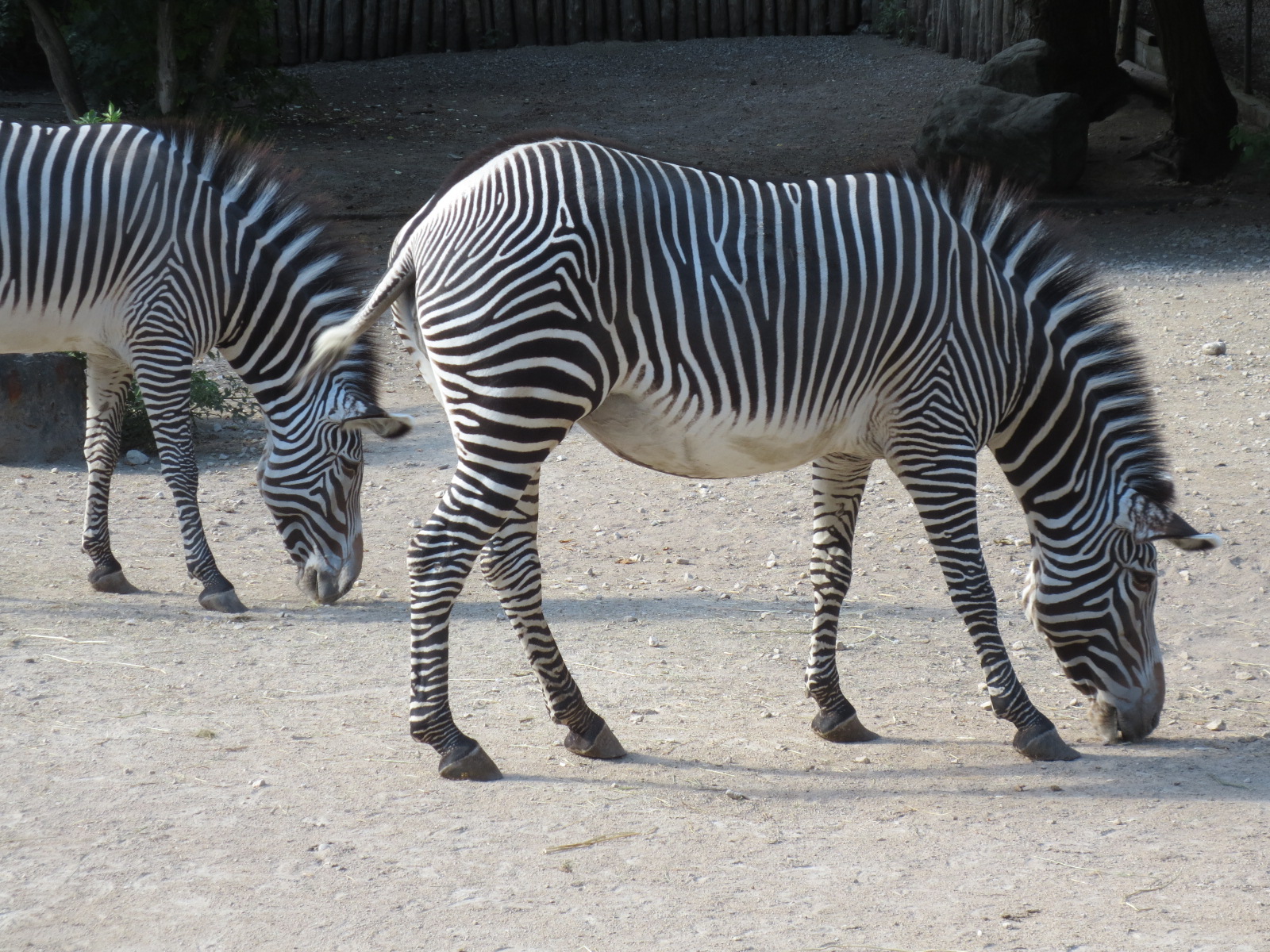 1288-zoo_mulhouse_68.jpg