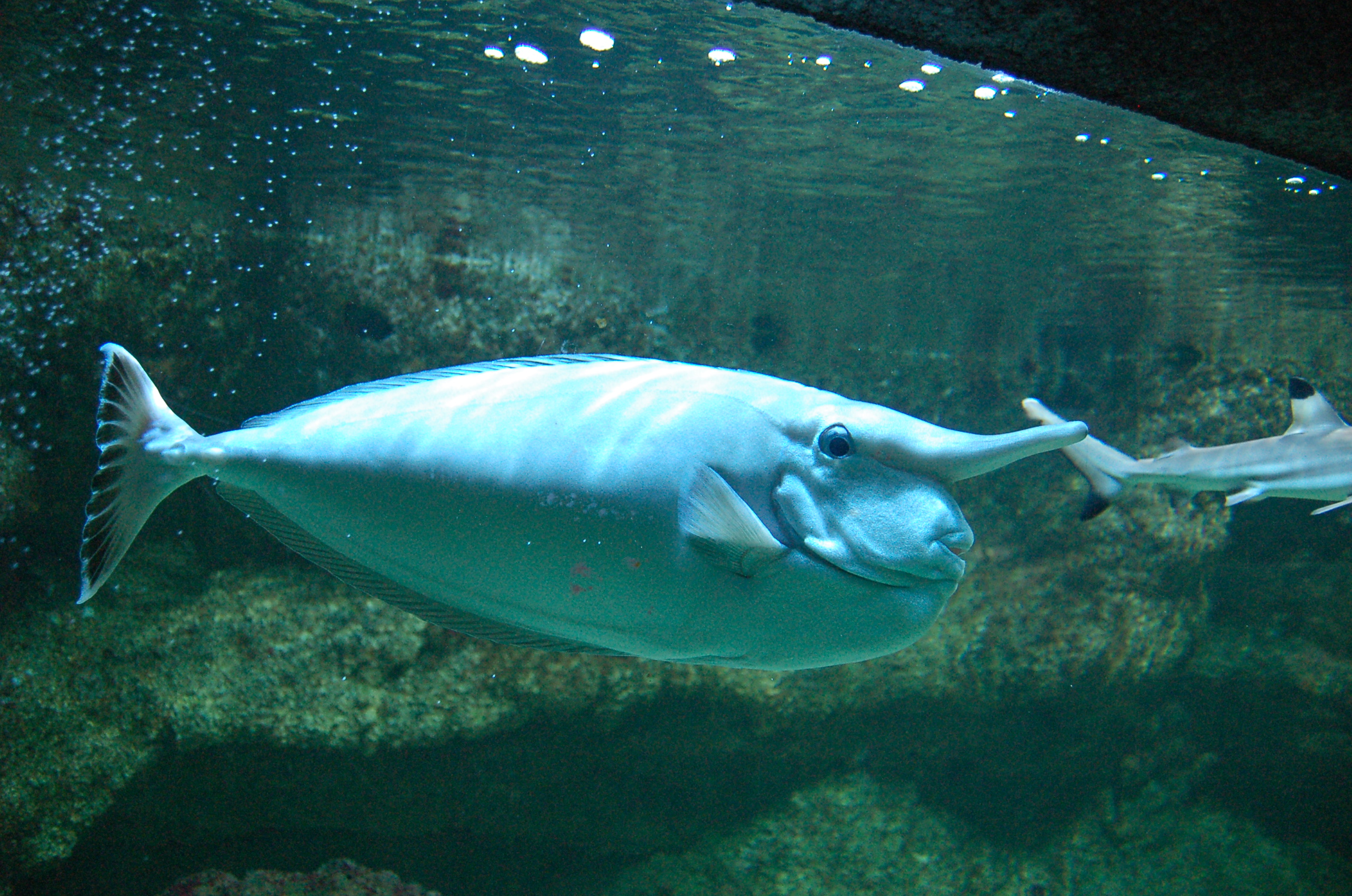 1296-aquarium_tropical_du_palais_de_la_porte_doree.jpg