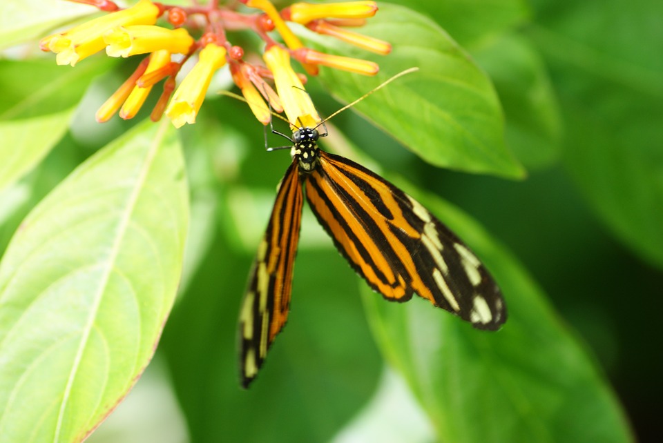 1306-museum-des-papillons-et-des-insectes-savoie.jpg