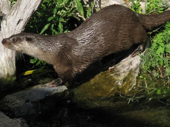 Loutre d'Europe - NaturOparC