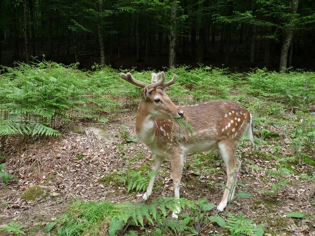 1426-parc-animalier-fougerolles-st-valbert-70.jpg