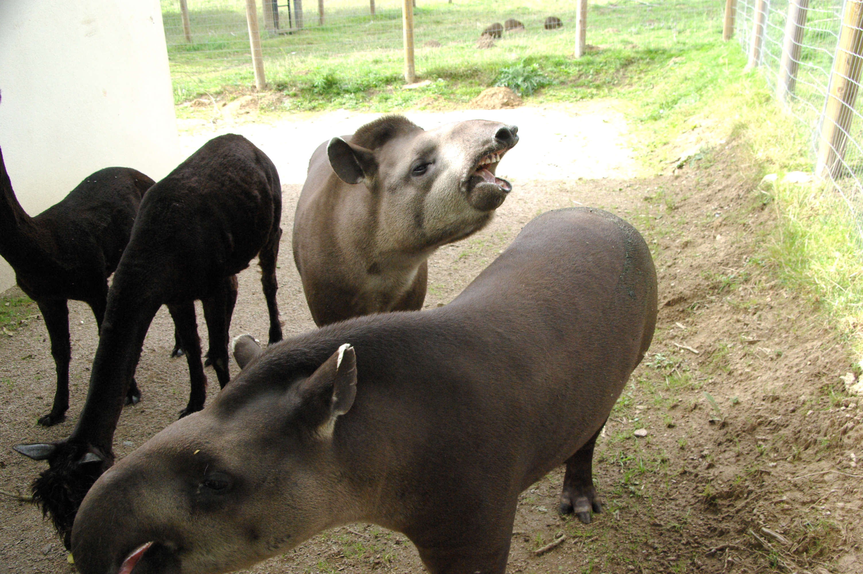 1505-alpagas_et_tapirs_parc-zoo-du-reynou-le-vigen-haute-vienne-nouvelle-aquitaine.jpg