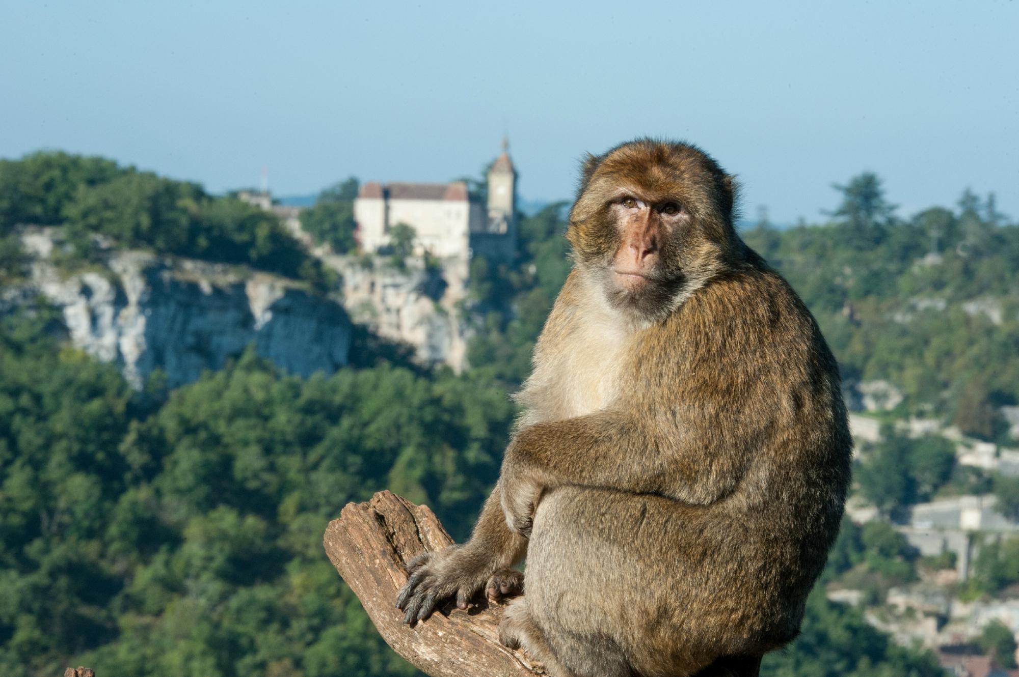 1874-la-foret-des-singes-rocamadour-46.jpg