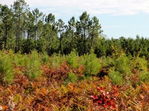 2035-graine-de-foret-garein-landes-nouvelle-aquitaine.jpg