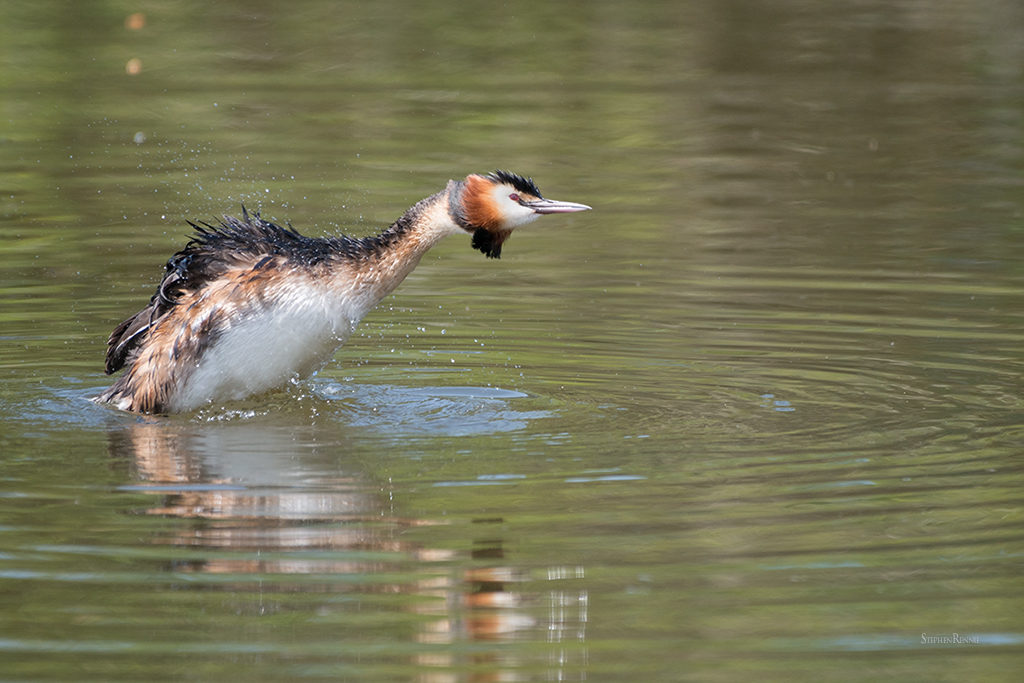 2300-parc-ornithologique-du-teich-33.jpg