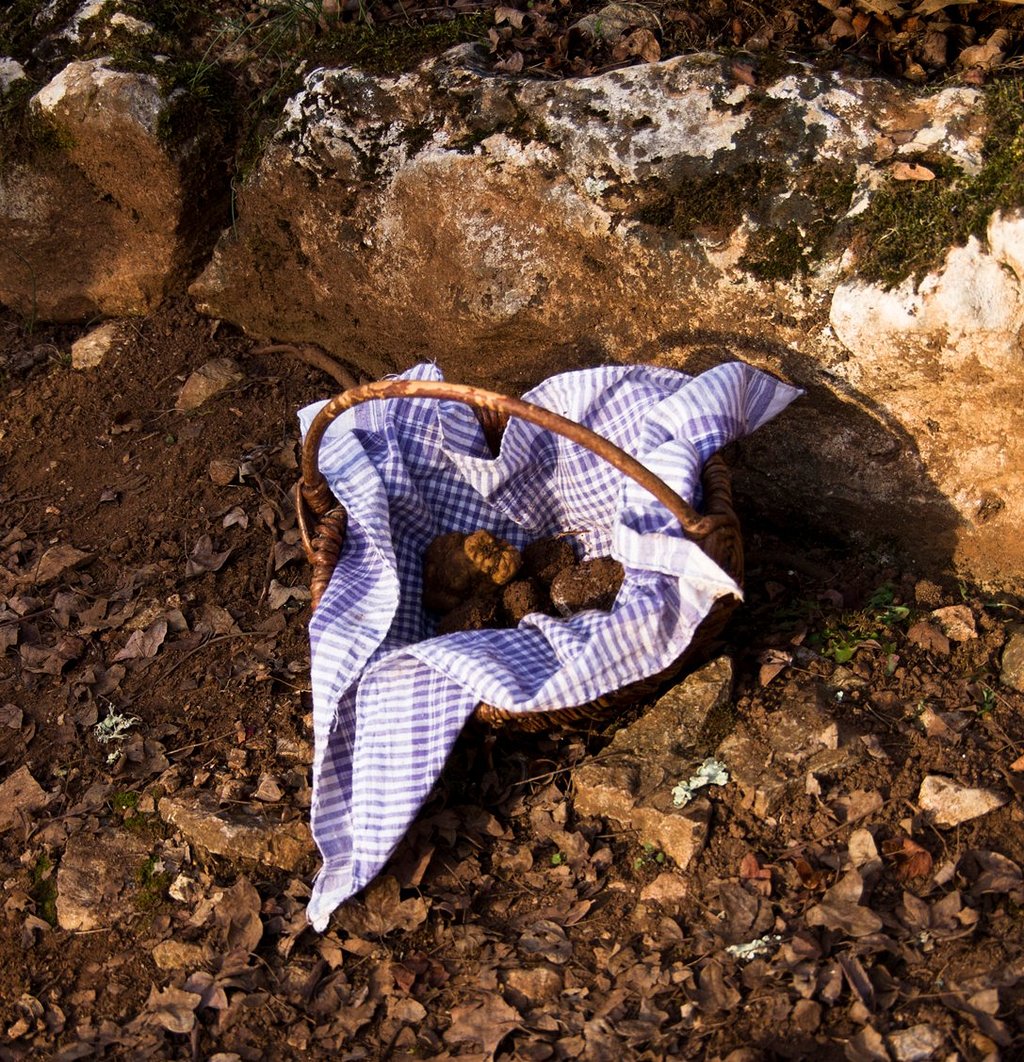 2471-truffes-passion-limogne-en-quercy-lot-occitanie.jpg