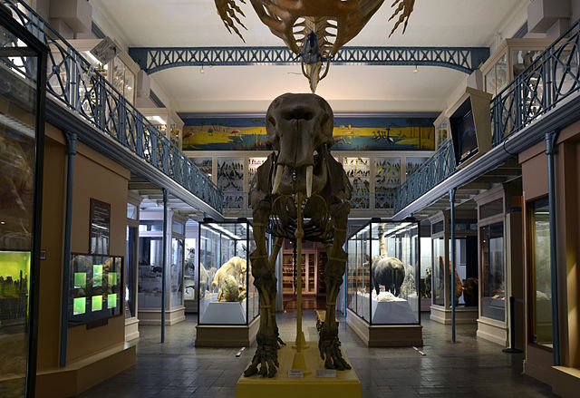 2624-musee-d'histoire-naturelle-et-geologique-de-lille.jpg